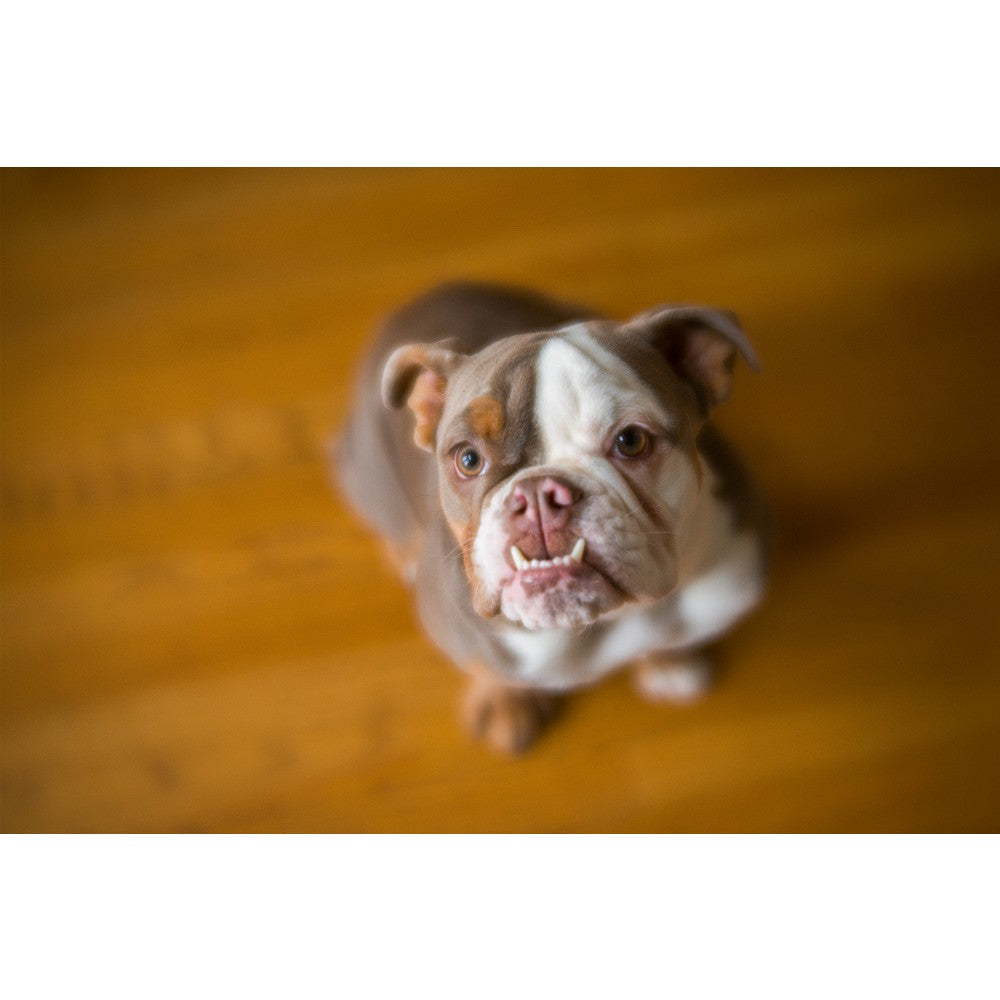 Lensbaby Velvet 56 Canon Black