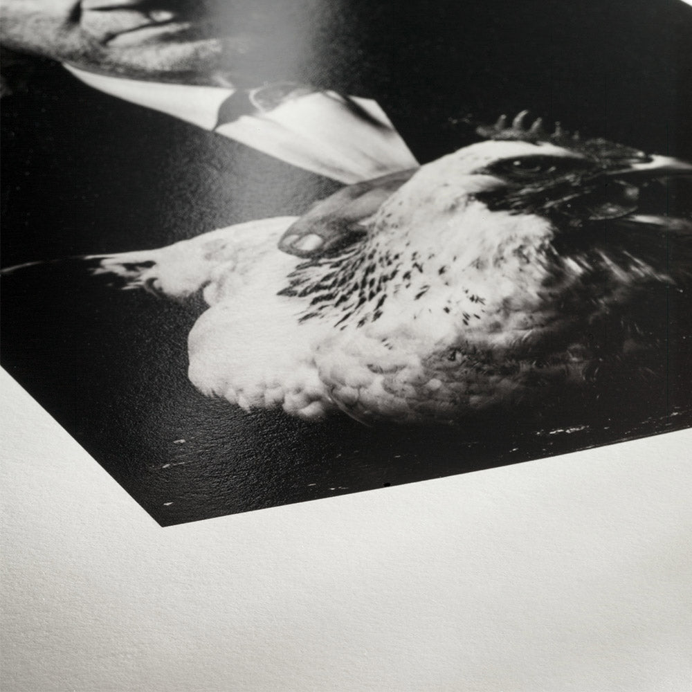 Hahnemühle Photo Rag Baryta 315 g 10 x 15 cm 30 Blatt