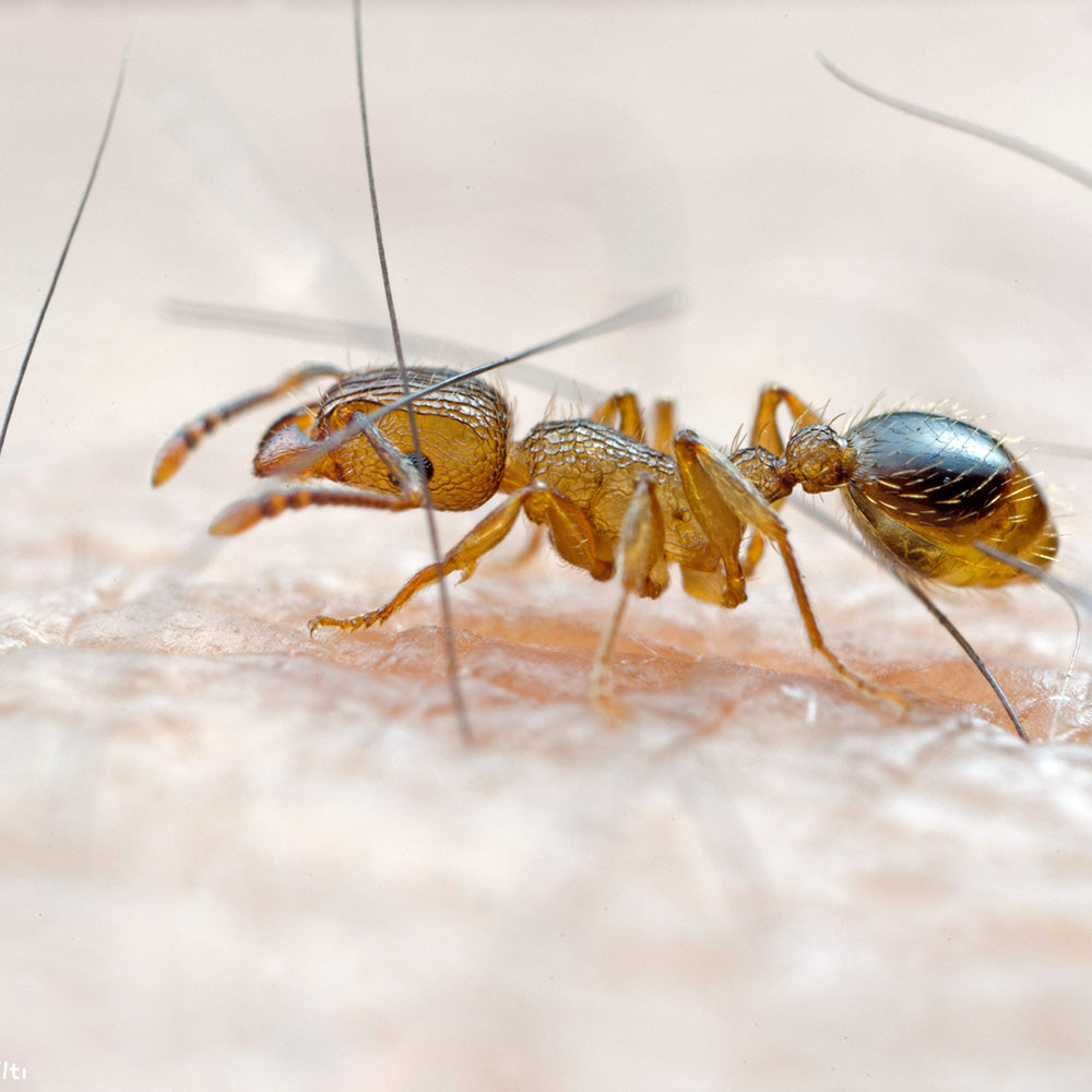 Laowa 25mm f/2.8 2.5-5x Ultra Macro Pentax K