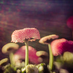 Lensbaby Composer pro II Nikon Z con Sweet 50