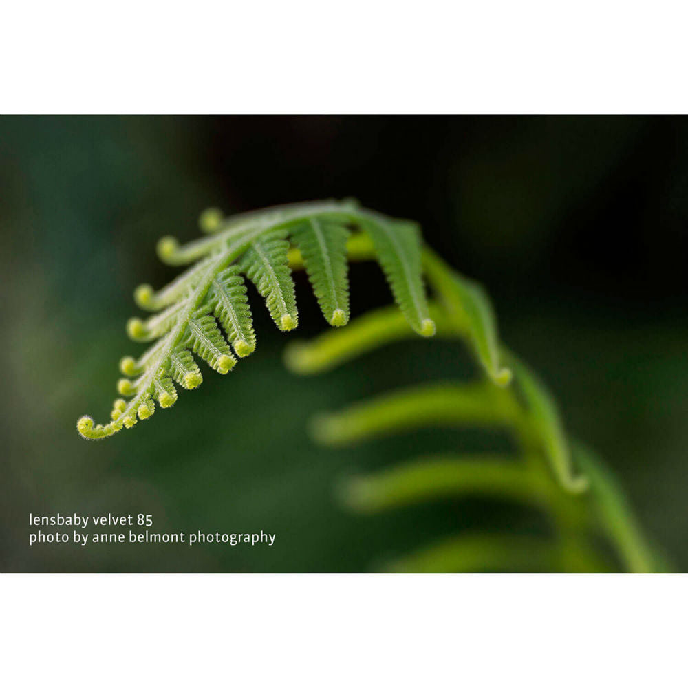 Lensbaby Velvet 85 nero Canon RF
