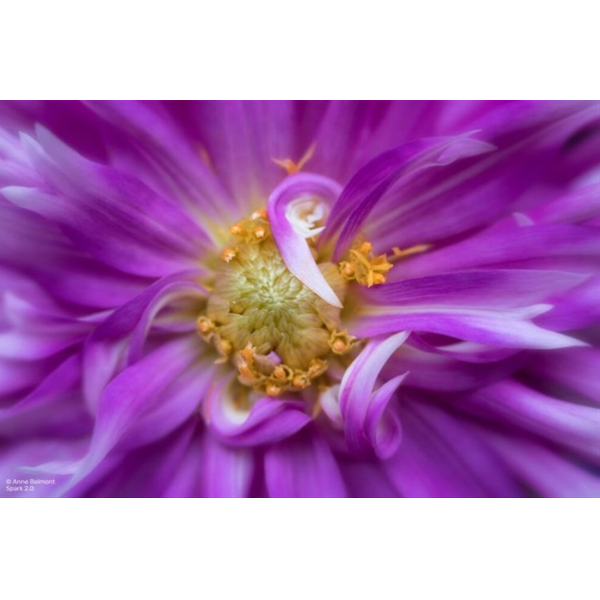 Lensbaby Spark 2.0 Nikon Z