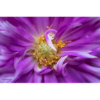 Lensbaby Spark 2.0 Nikon Z