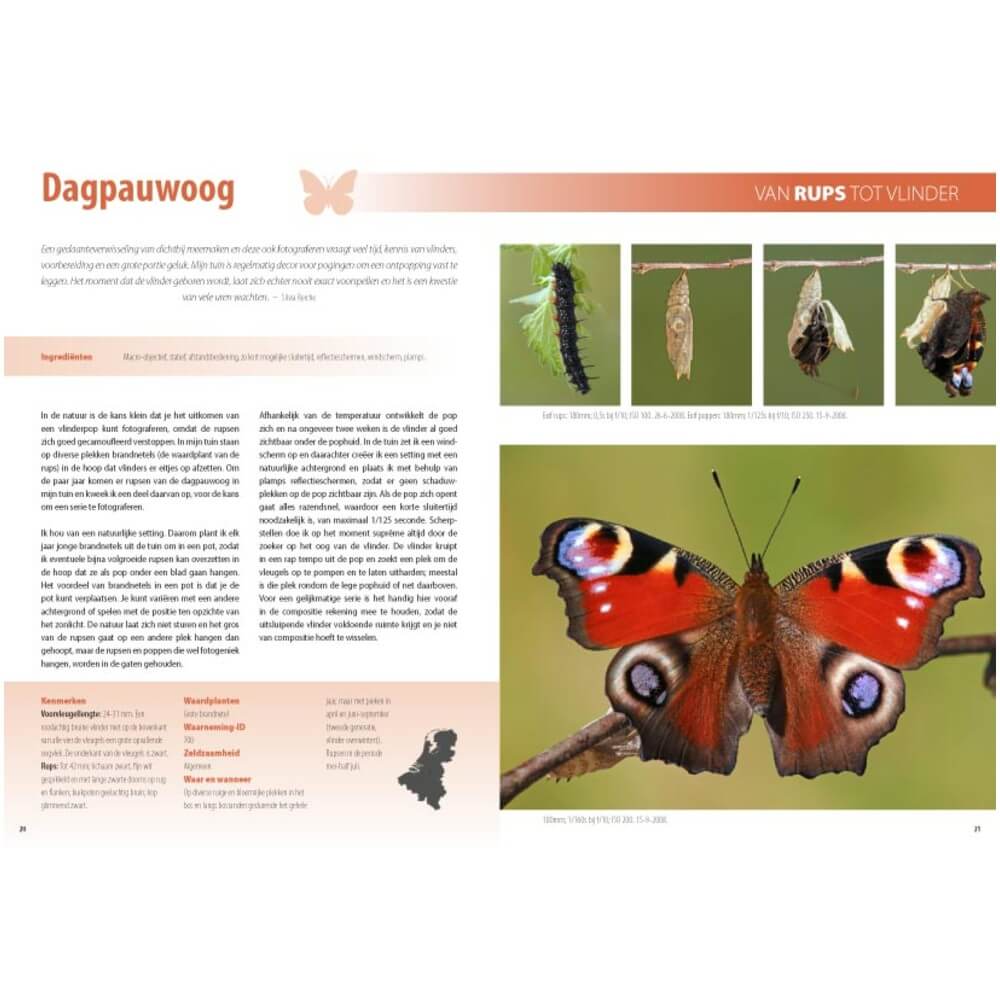 Guida fotografica Farfalle e libellule