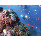Sealife Sea Dragon 5000+ Color Boost COB LED Photo-Video Light (Incl. Tête d'éclairage, Adaptateur Flex-Connect YS & Ball Joint 1", Batterie et Chargeur)