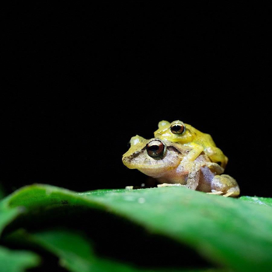 Tamron 90mm f/2.8 Di III Macro VXD Nikon Z OUTLET