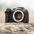 Canon EOS R7 + RF 200-800mm f/6.3-9 IS USM