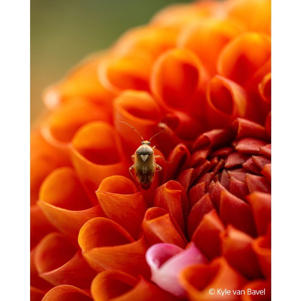 Sony FE 100mm f/2.8 Macro GM OSS