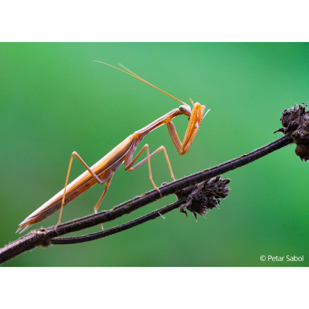 Sony FE 100mm f/2.8 Macro GM OSS