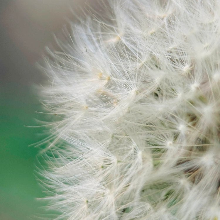 Moment Macro 75mm Mobile Lens | T-Series