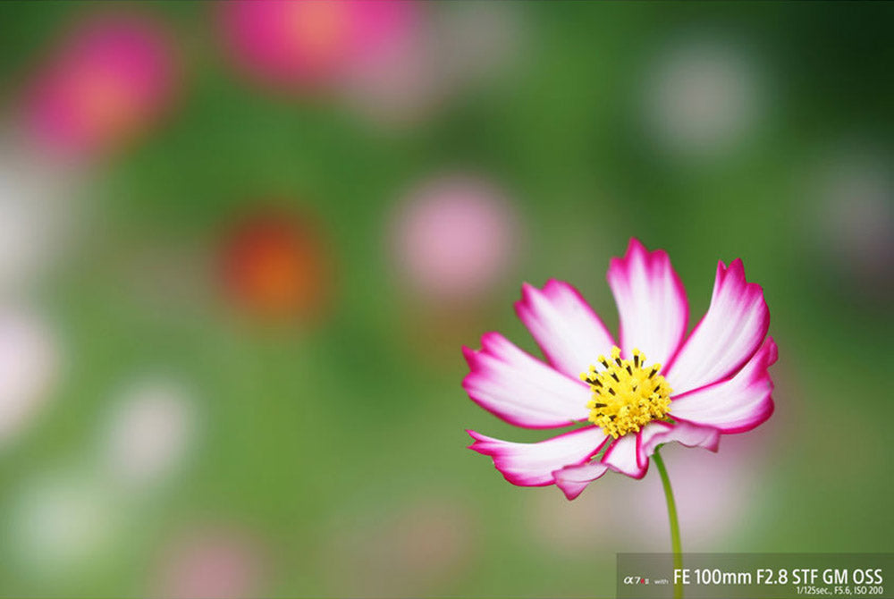 Sony FE 100mm f/2.8 STF GM OSS OUTLET