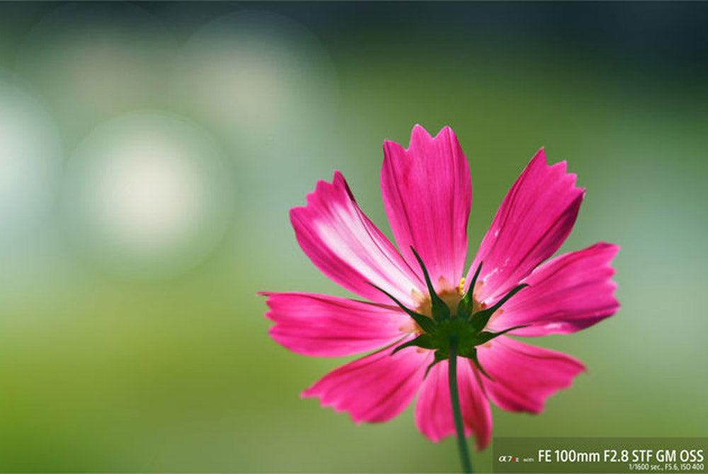 Sony FE 100mm f/2.8 STF GM OSS OUTLET
