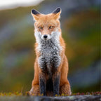 Sony FE 400mm f/4.5 GM OSS