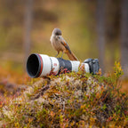 Sony FE 600mm f/6.3 GM OSS