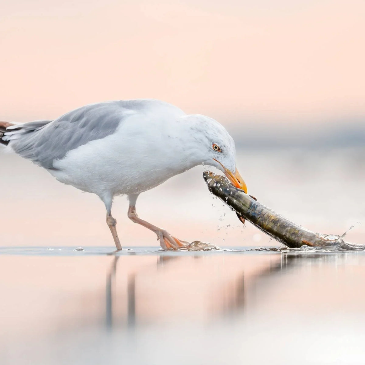 Sony FE 600mm f/6.3 GM OSS + 1.4 Teleconverter