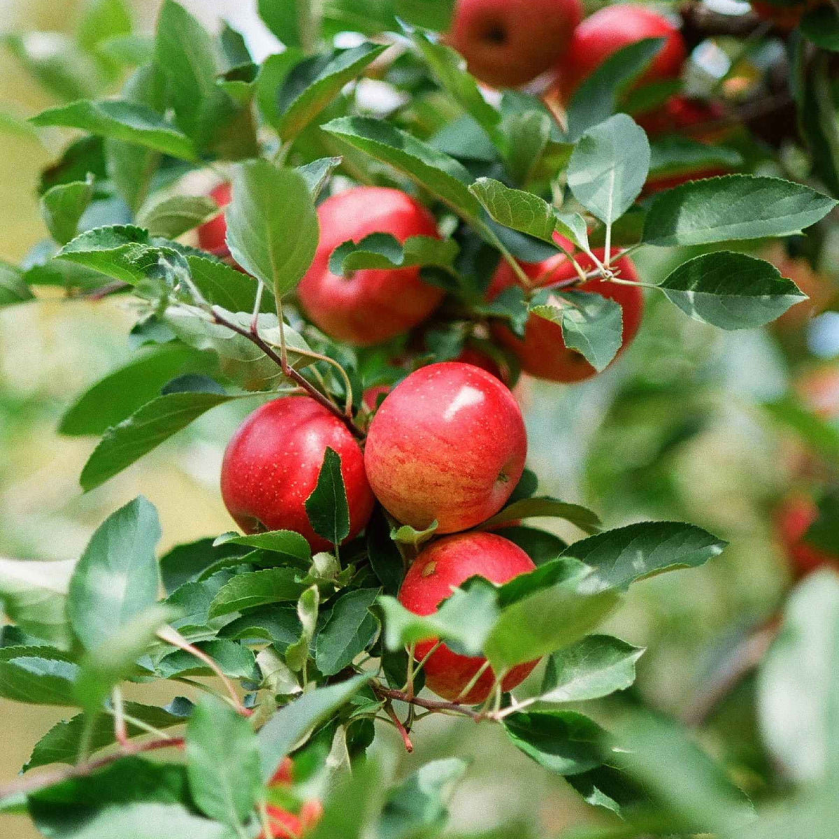 Kodak Ultra Max 400 - 135-24