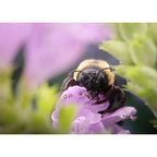 Laowa Acris 35mm f/2.8 1X Macro APO (Auto Focus) - Canon EF
